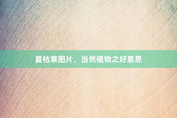 夏枯草图片，当然植物之好意思